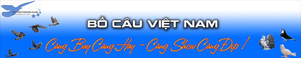 Bồ Câu Việt Nam